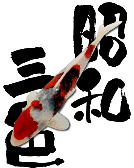 錦鯉の木製彫刻 赤黒白 錦鯉 | 新高滝観魚園 - Part 2