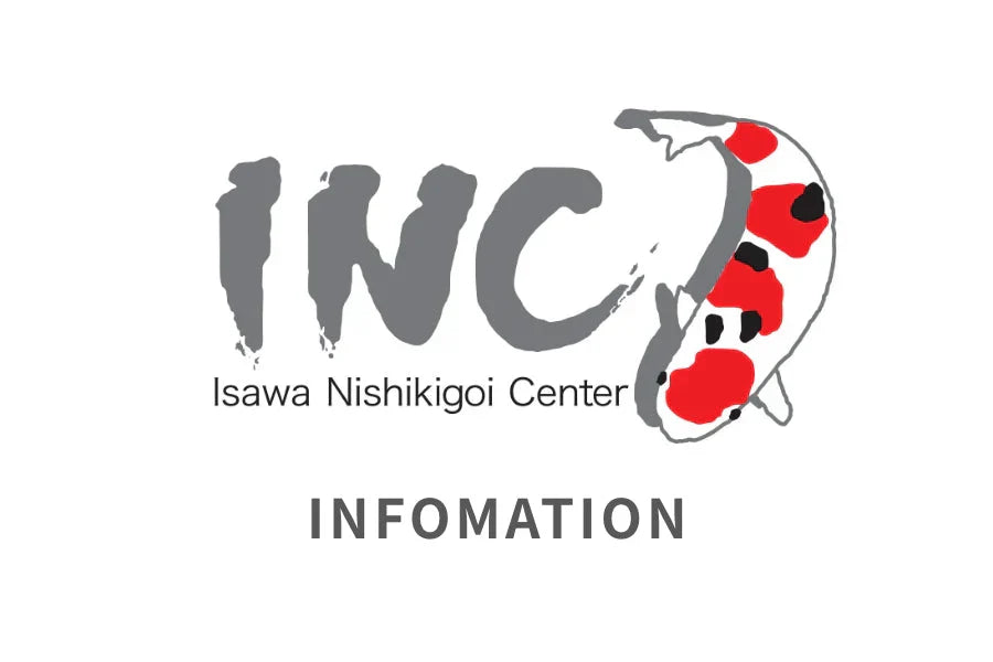 2026立て鯉当歳販売会を開催します