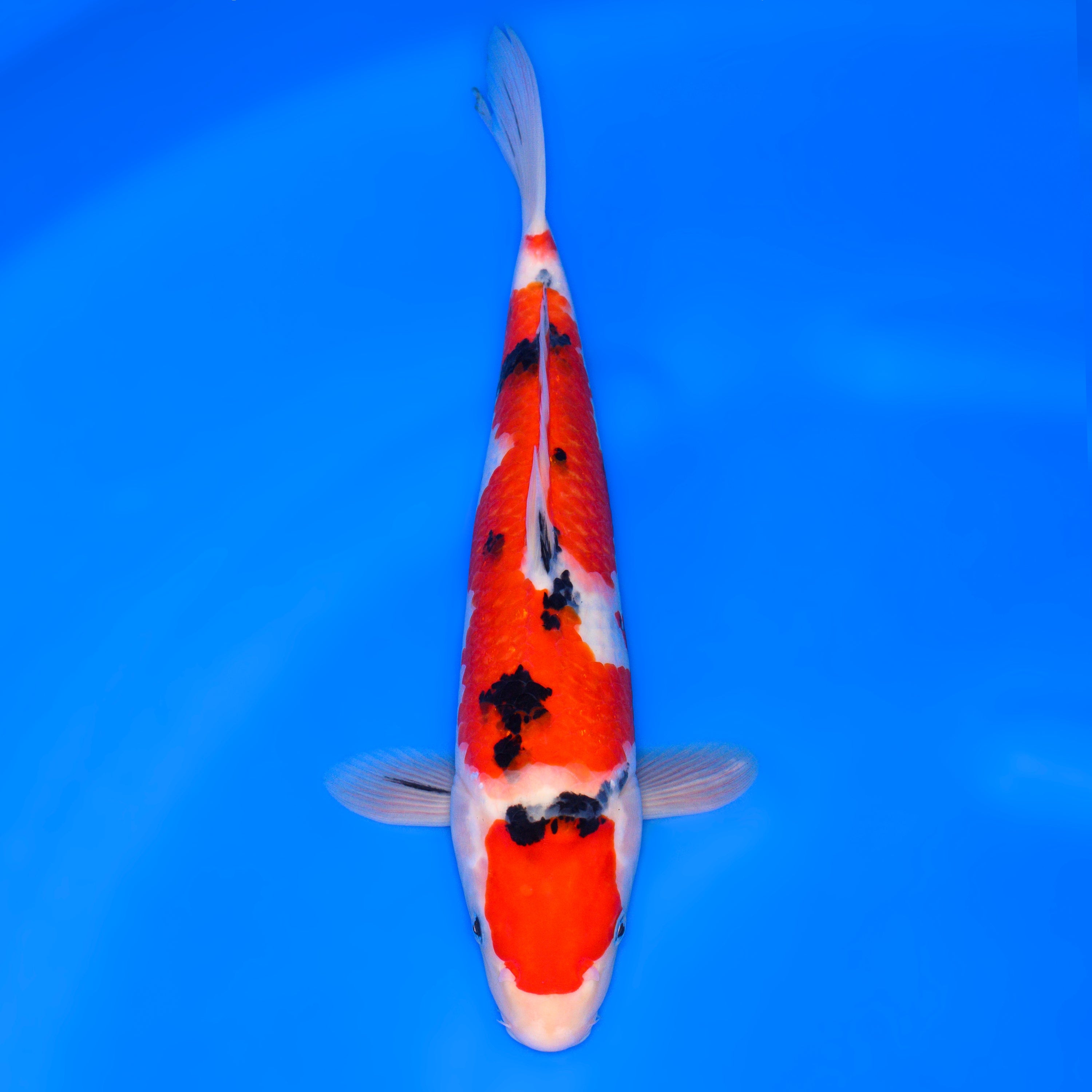 002_大正三色_Taisyo Sansyoku_35cm_Female – 石和錦鯉センター