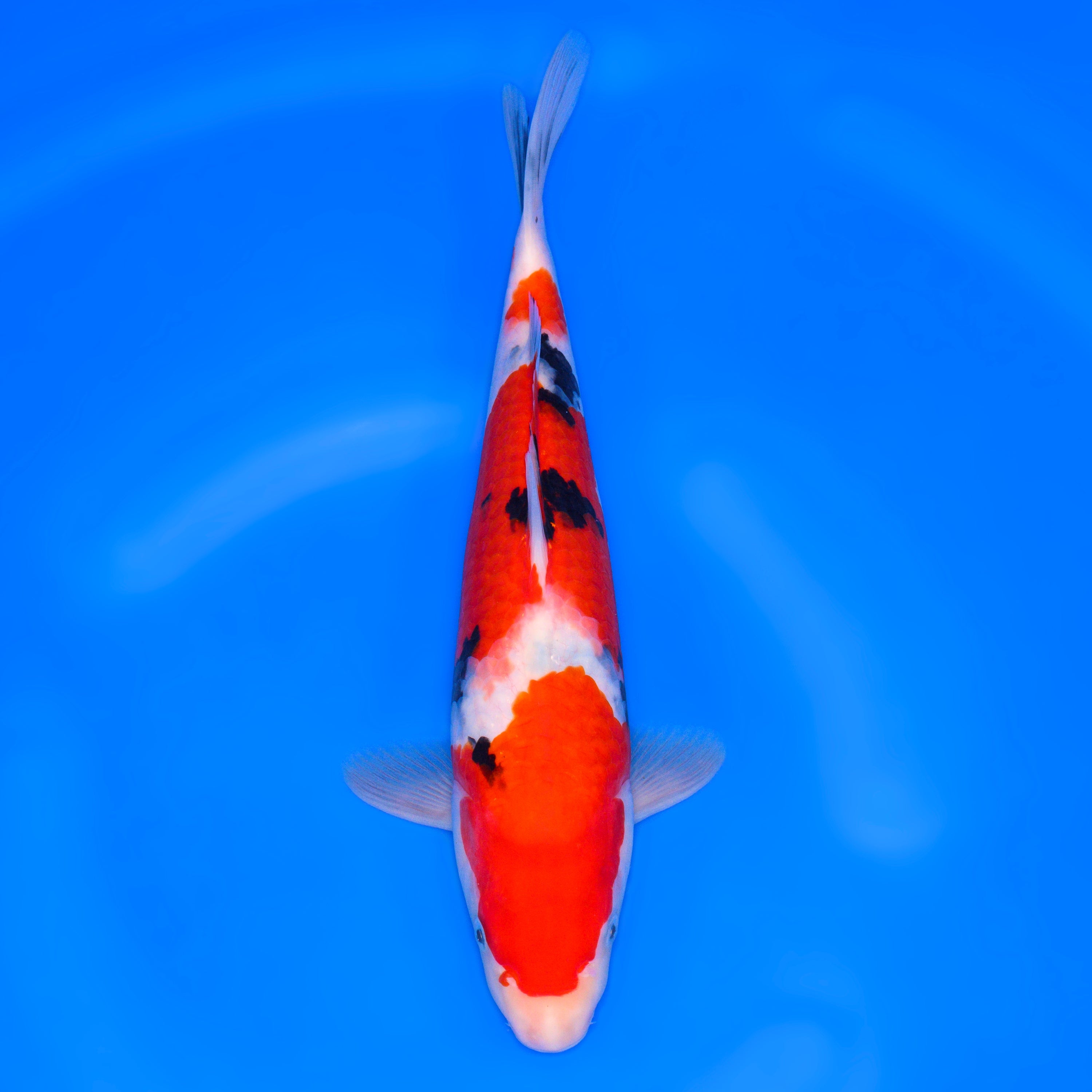 003_大正三色_Taisyo Sansyoku_36cm_Male – 石和錦鯉センター