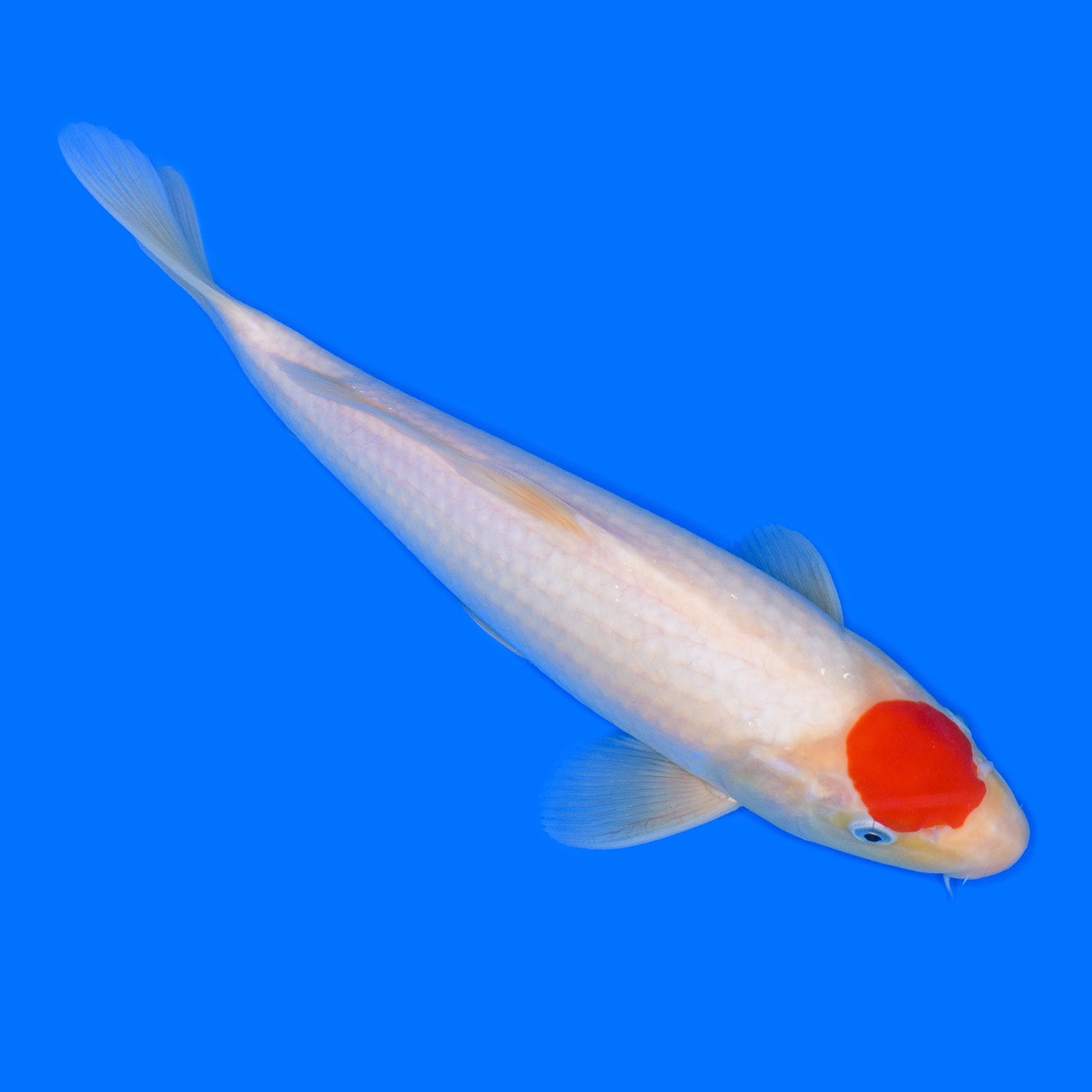 楽天市場】鯉 コイ 錦鯉 ニシキゴイ 紅白 (LL) 1匹 約21cm〜25cm