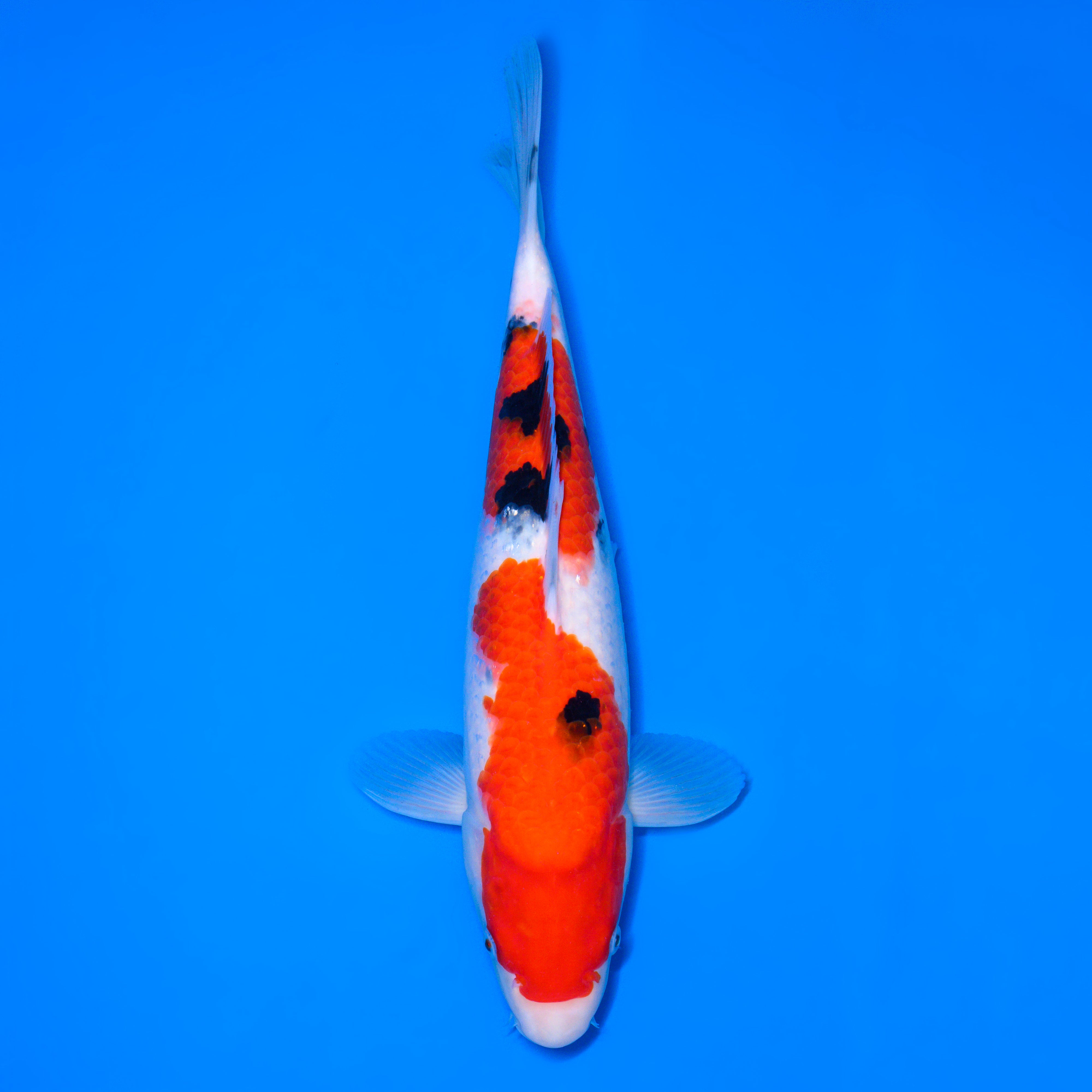 007_大正三色_Taisyo Sansyoku_37cm_Female – 石和錦鯉センター