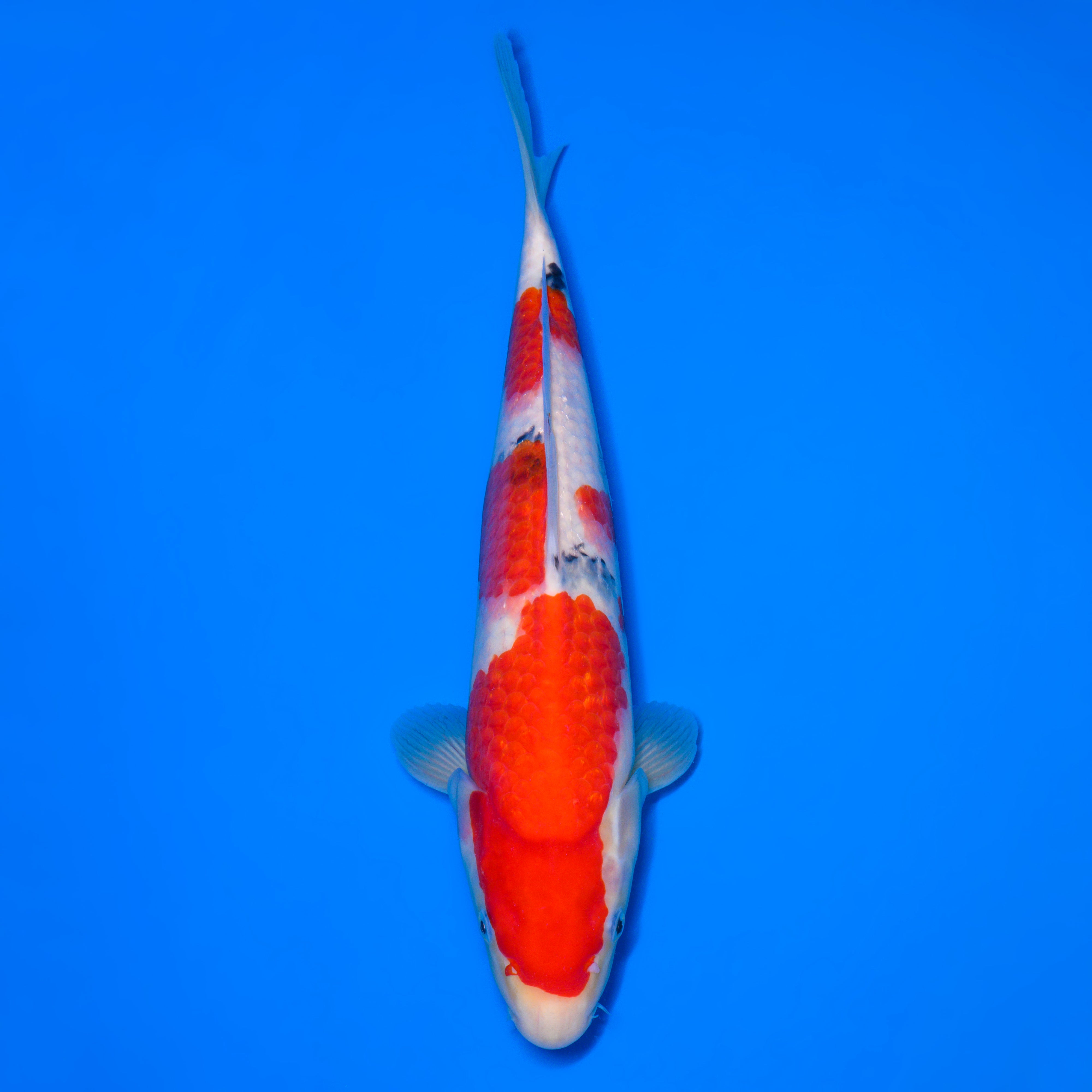 011_大正三色_Taisyo Sansyoku_39cm_Female – 石和錦鯉センター