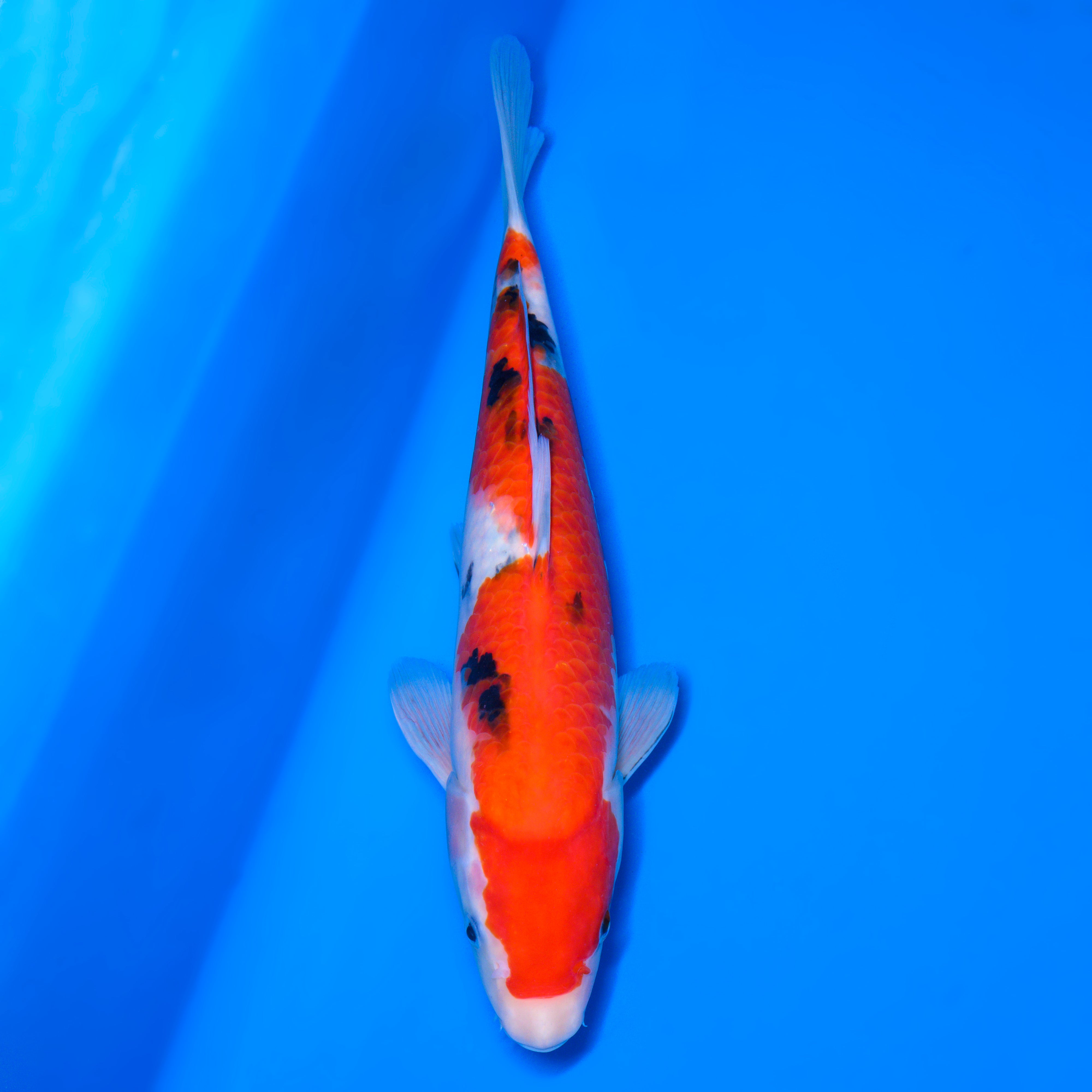 錦鯉【大正三色】 – 石和錦鯉センター