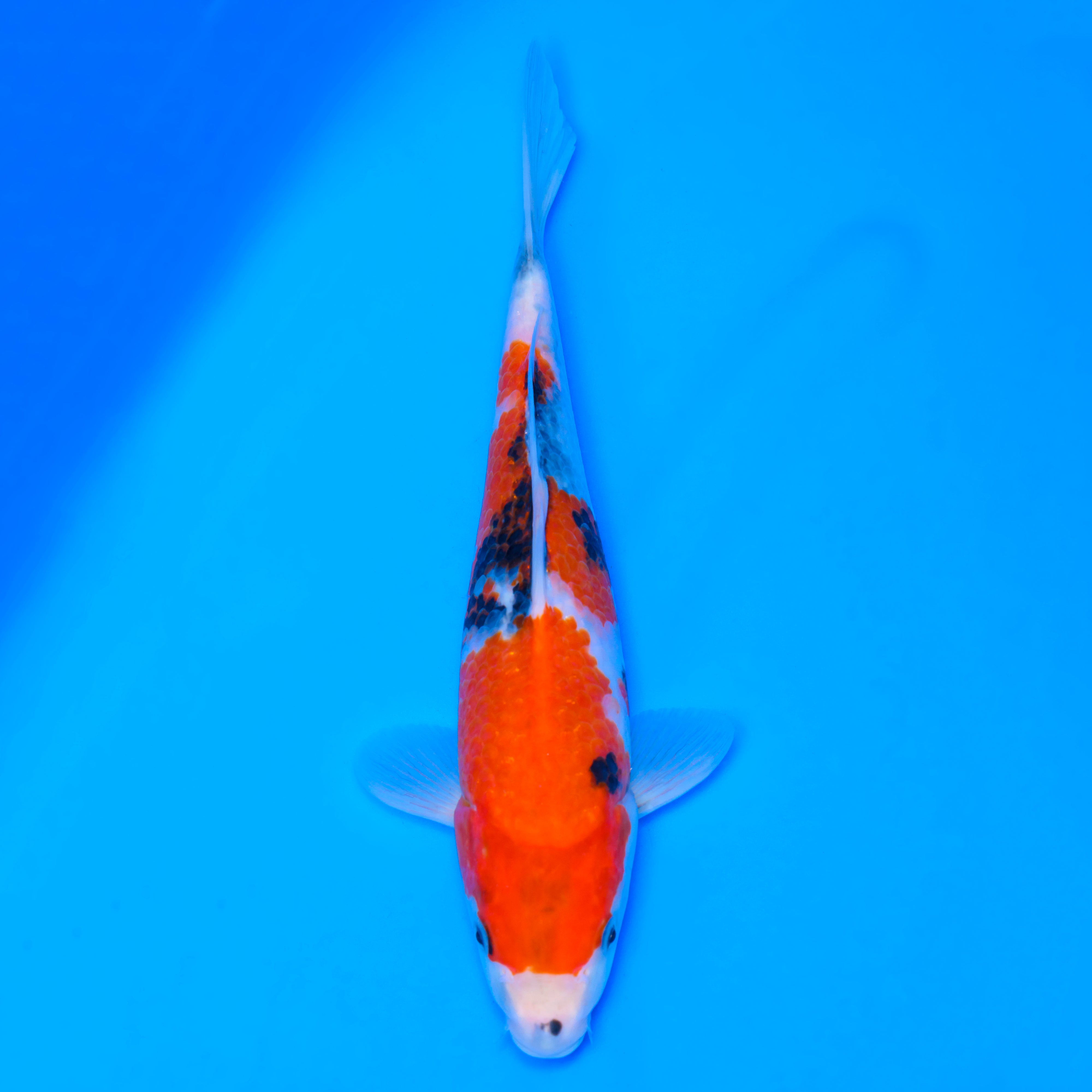 錦鯉【昭和三色】 – 石和錦鯉センター