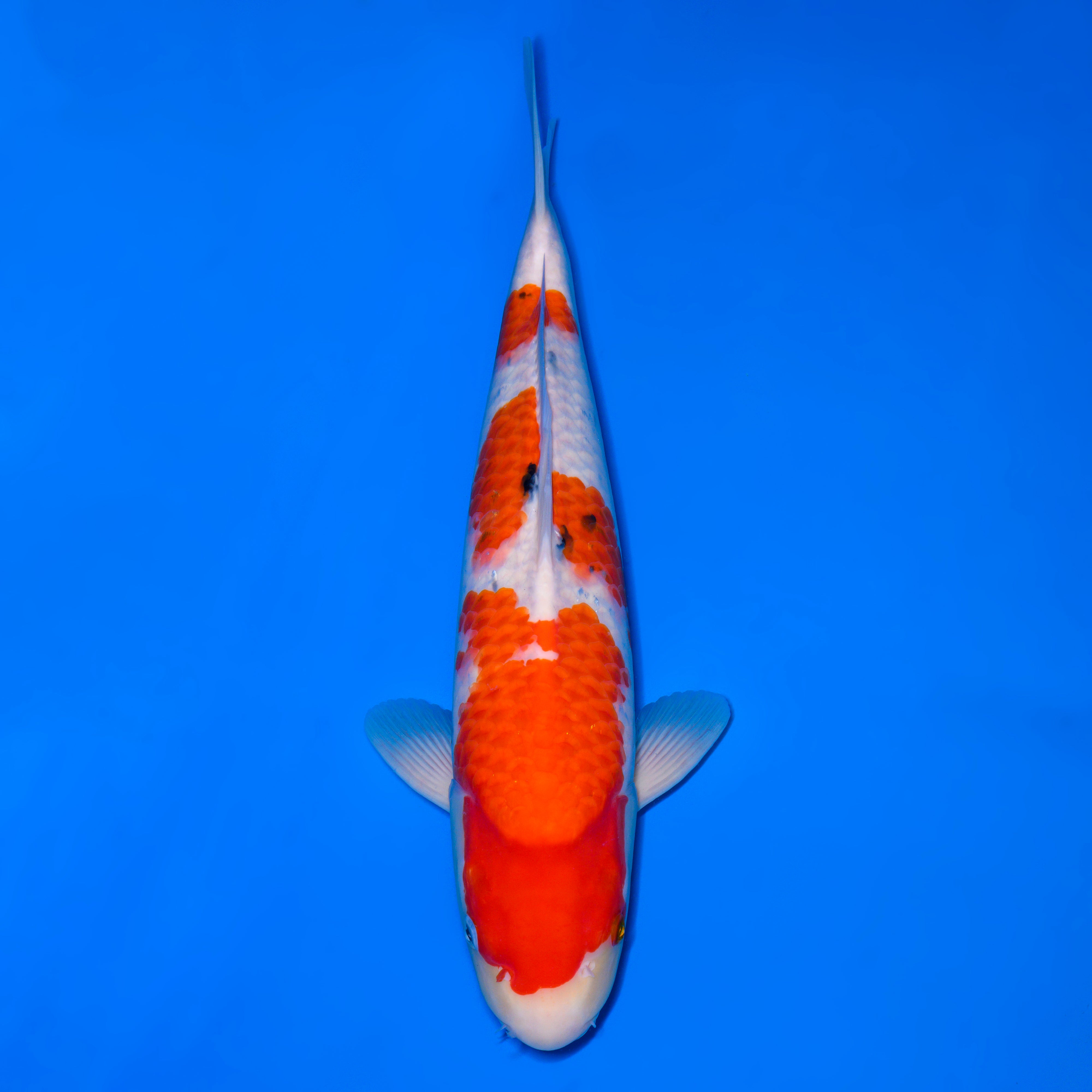 錦鯉【大正三色】 – 石和錦鯉センター