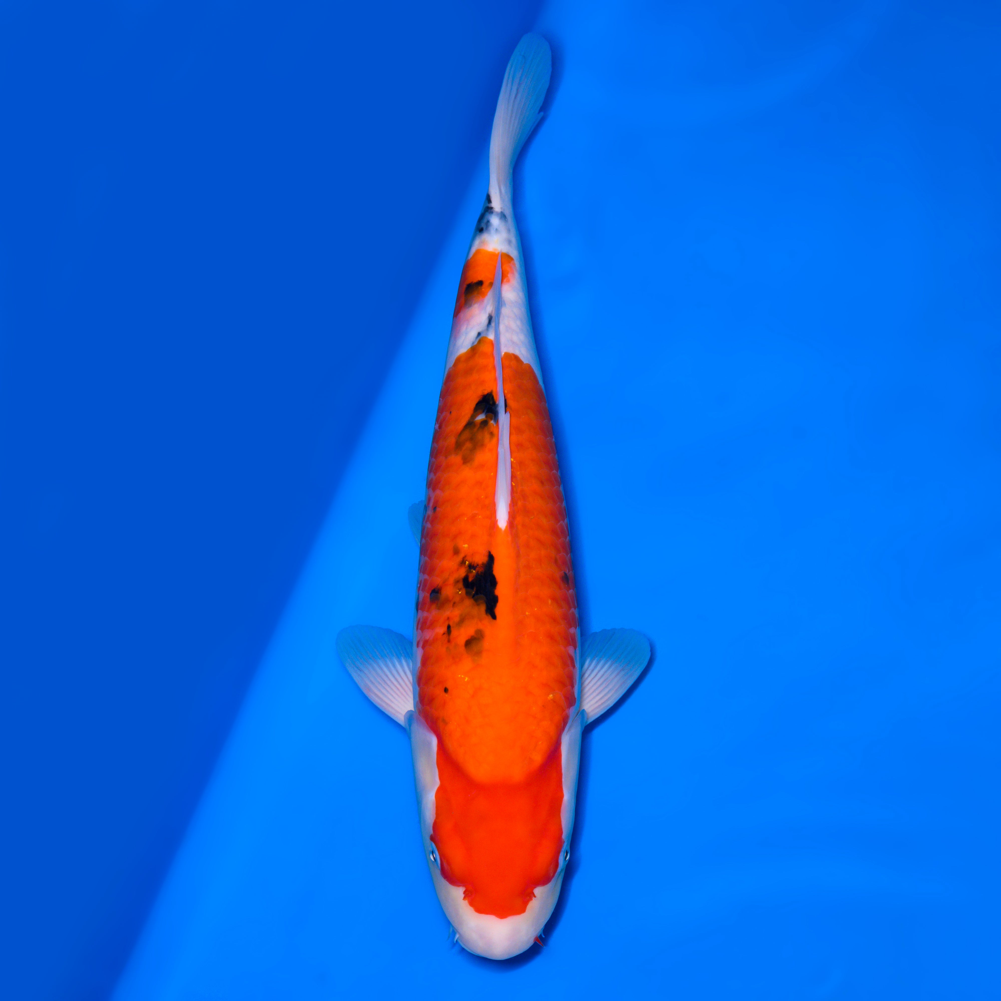 錦鯉【大正三色】 – 石和錦鯉センター