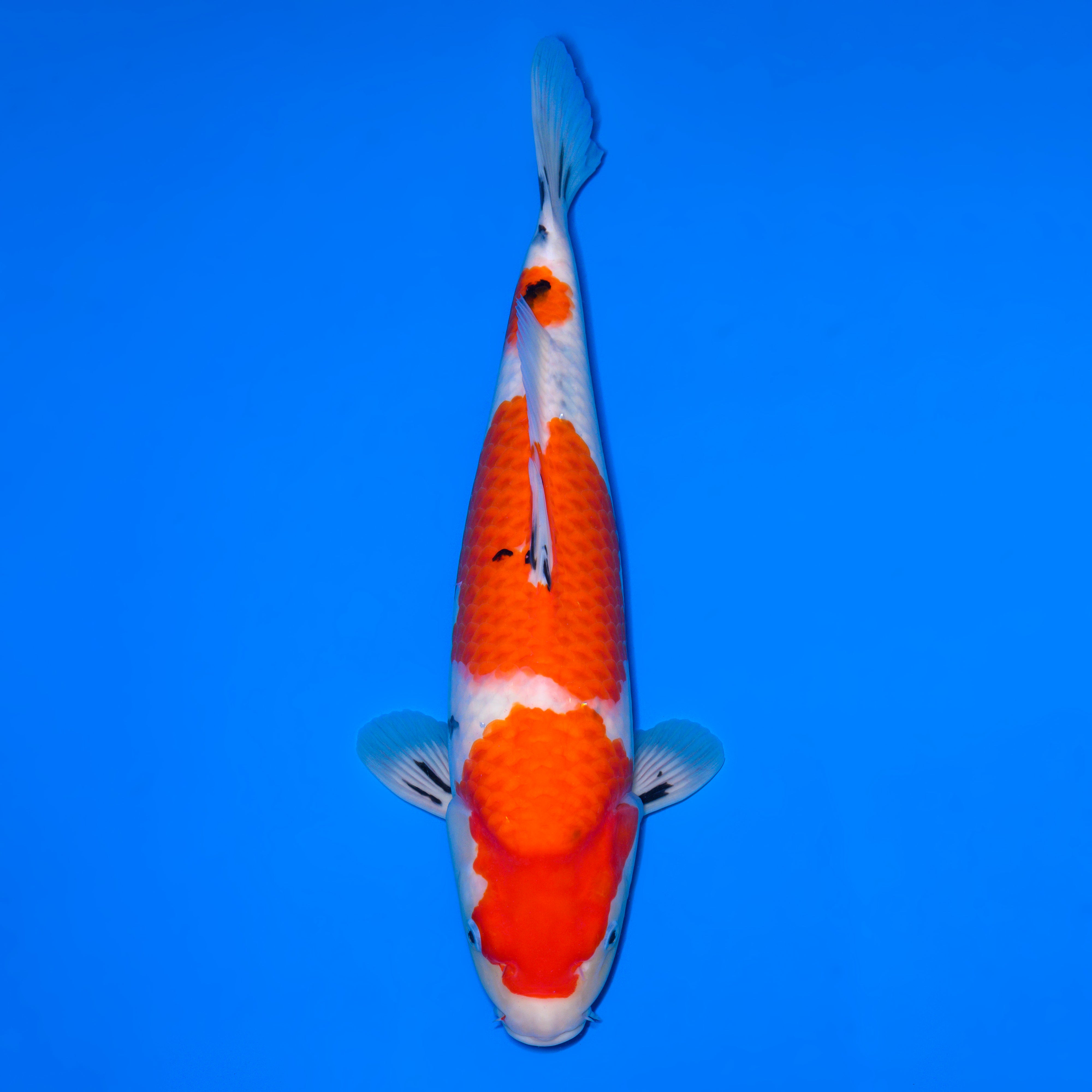 錦鯉【大正三色】 – 石和錦鯉センター