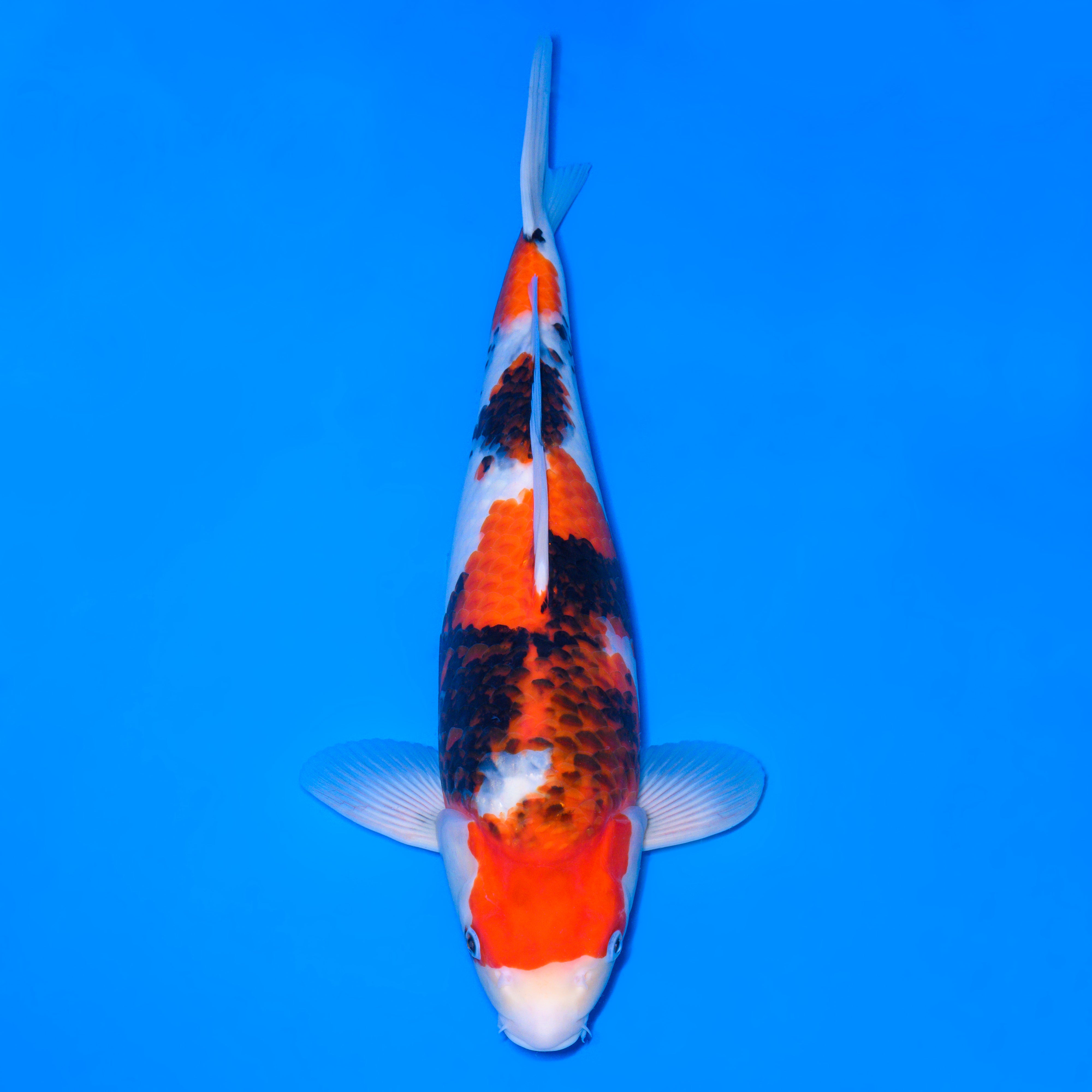 錦鯉【昭和三色】 – 石和錦鯉センター