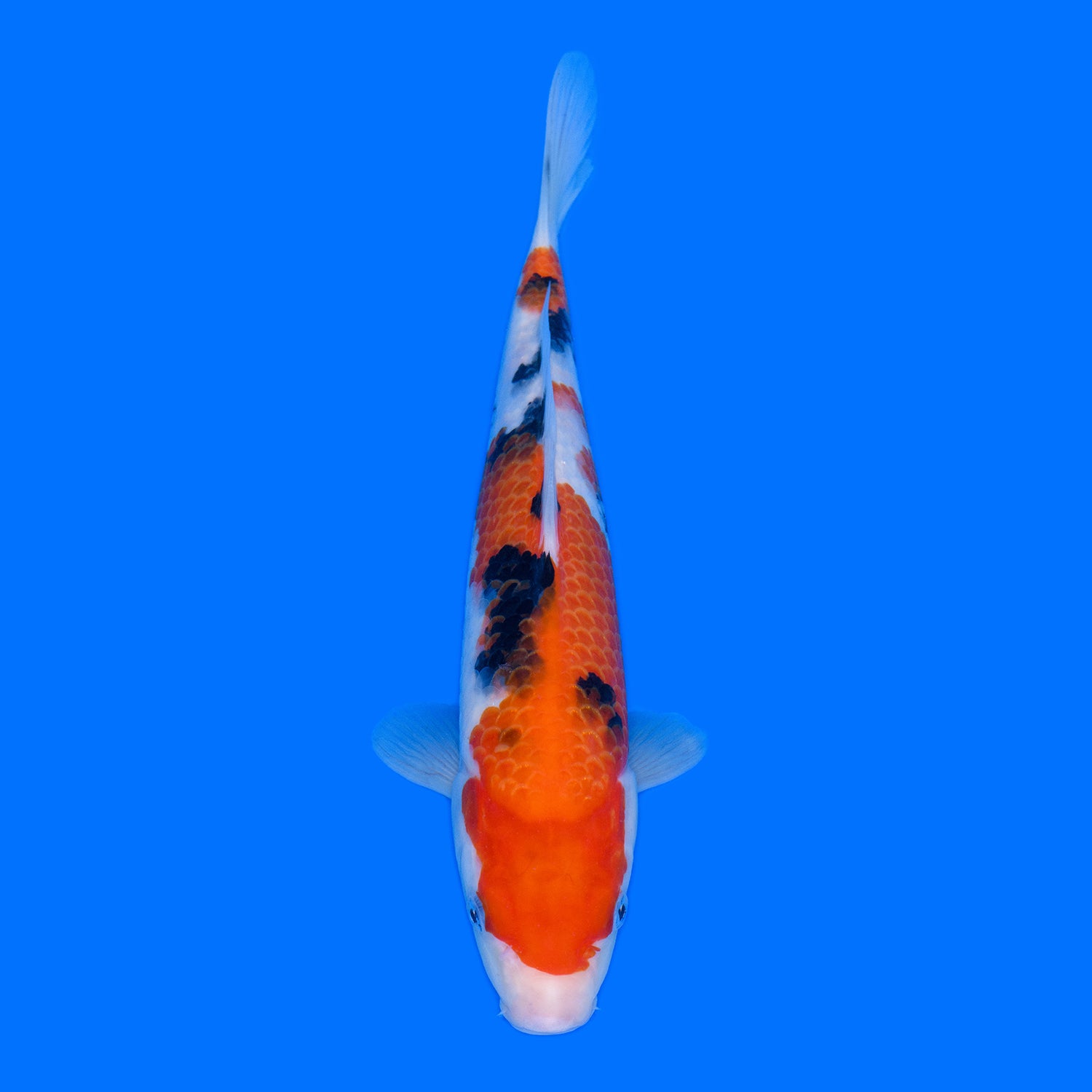 014 大正三色 Taisyo Sansyoku 31cm – 石和錦鯉センター