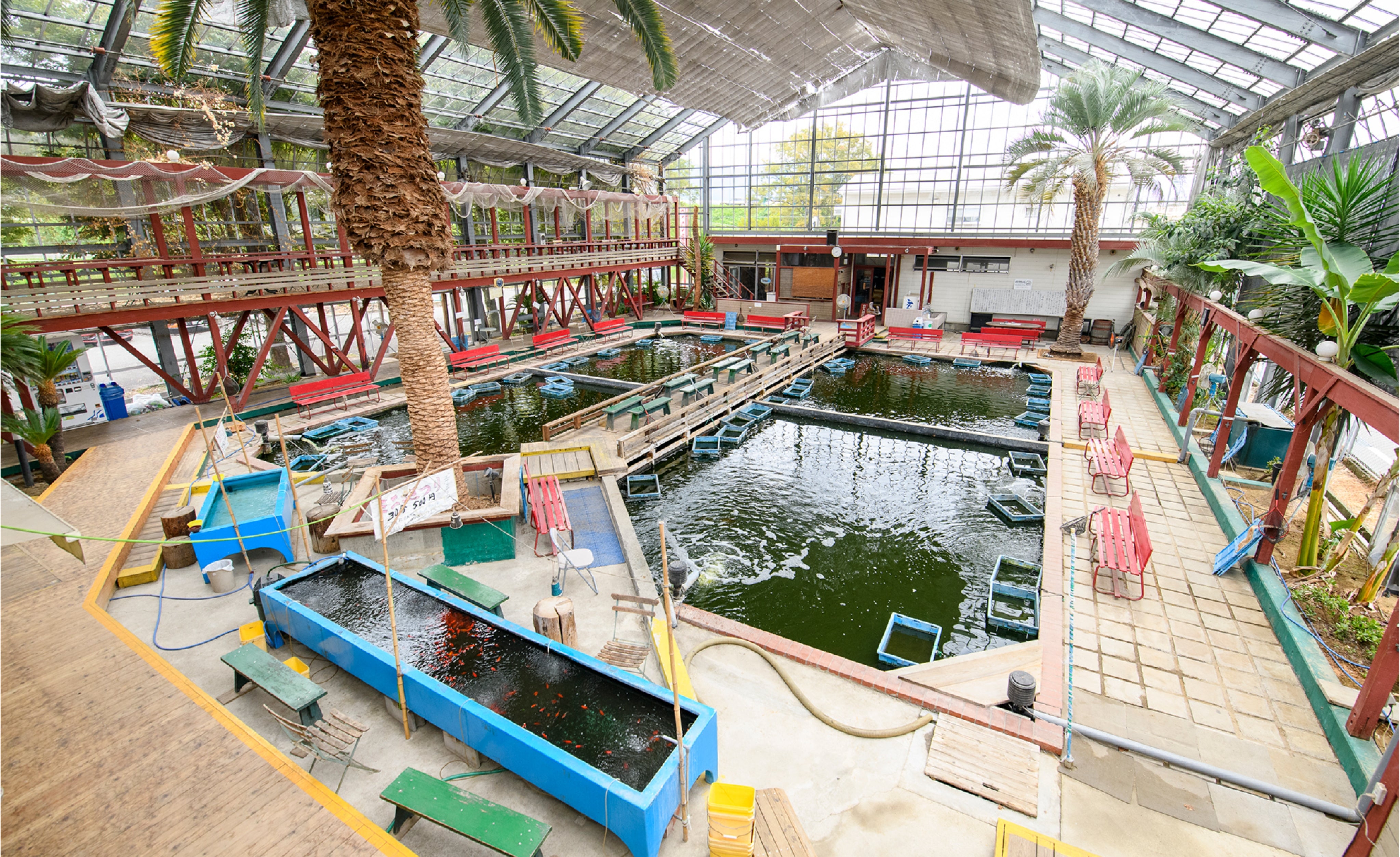 Isawa Nishikigoi Center Official Online Store | Isawa