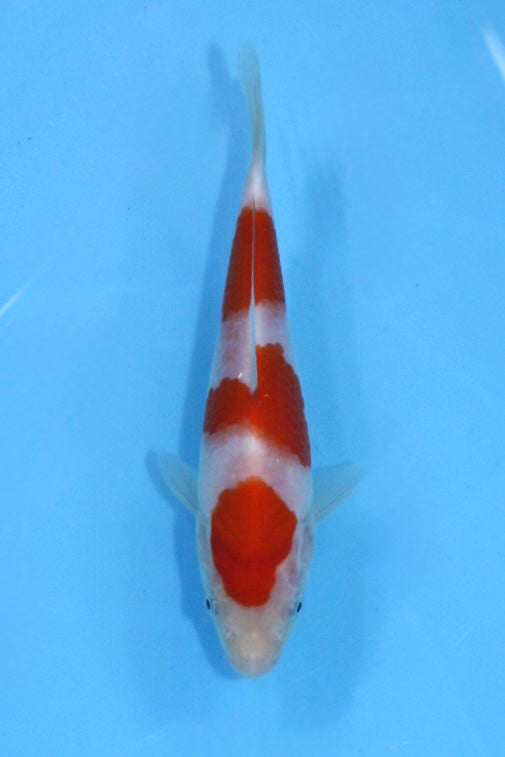 87_紅白_Kohaku_17cm_Female – 石和錦鯉センター