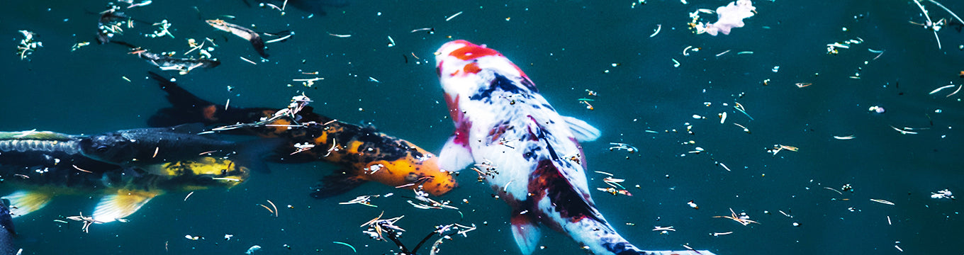 全商品 – 石和錦鯉センター