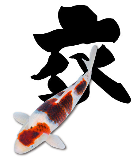 鯉 7121YN1kYhL._UF350,350_QL50_.jpg