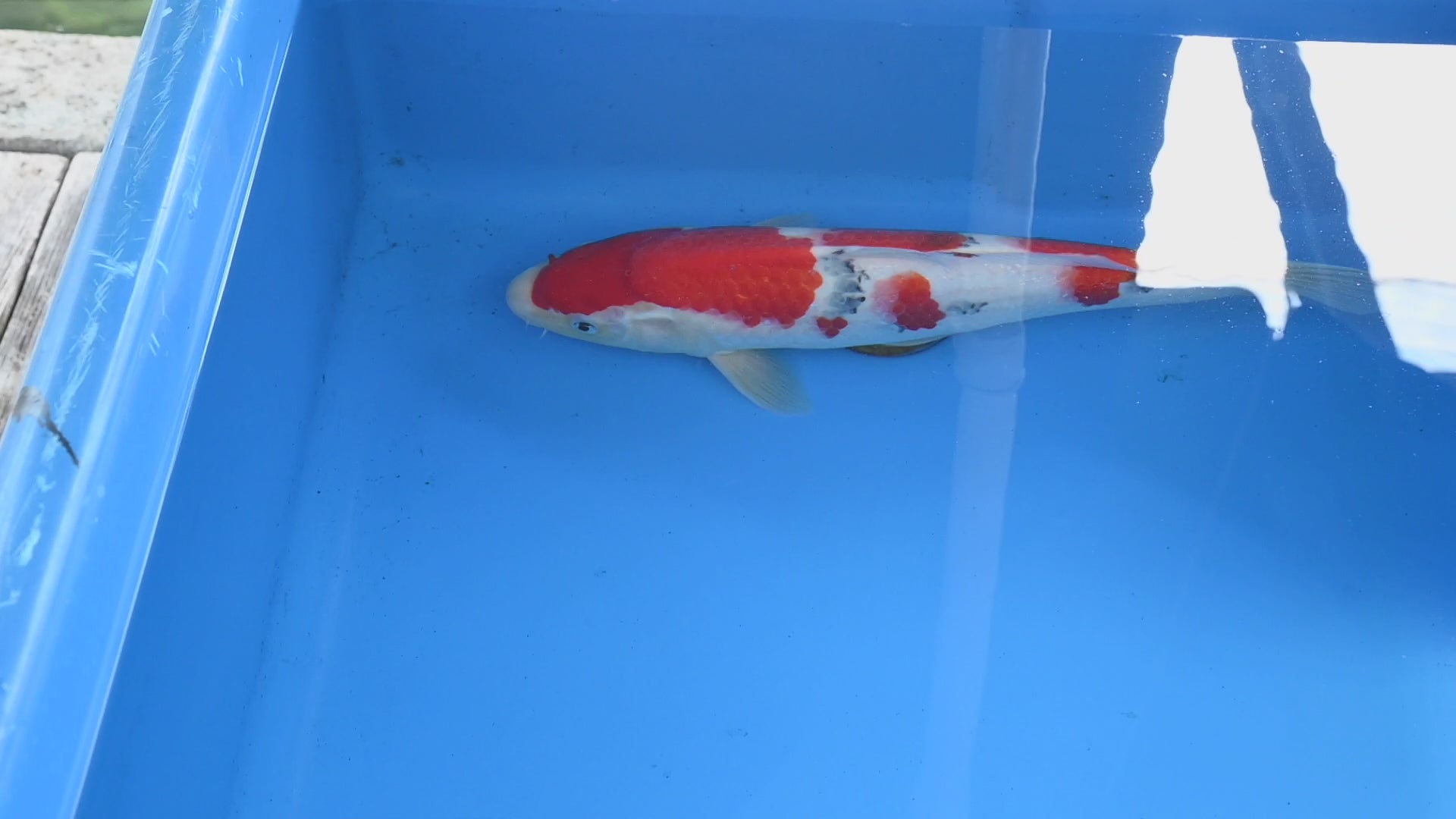 011_大正三色_Taisyo Sansyoku_39cm_Female – 石和錦鯉センター